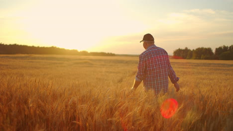 hombre agrónomo agricultor en un campo de trigo dorado al atardecer. hombre mira las orejas del trigo vista de atrás. la mano del agricultor toca la orejilla del trigo al atardecer. el agricultor inspecciona un campo de trigo maduro.