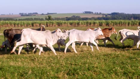 un disparo de panorámica en cámara lenta de un rebaño de vacas corriendo en un amplio pasto abierto con el mar en el fondo