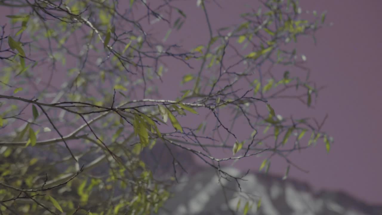 montañas nevadas de himachal pradesh