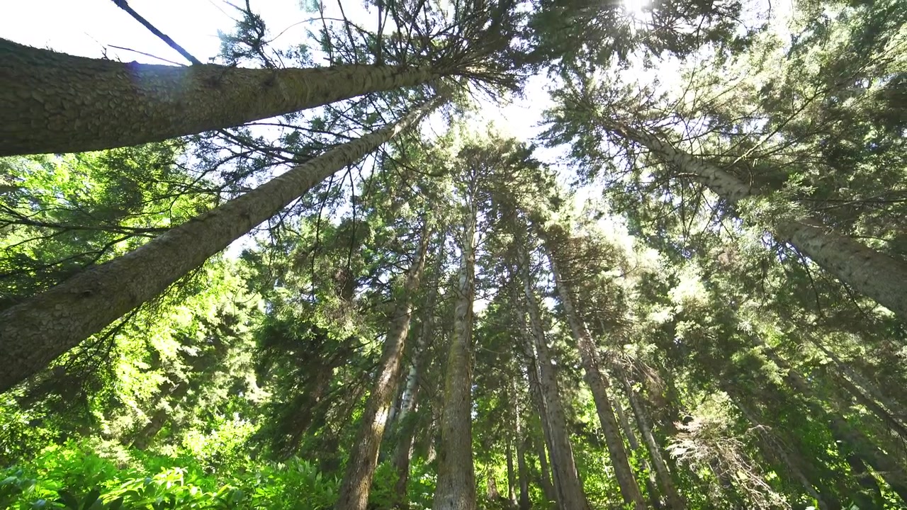 Low Angle View of Tall Trees in a Lush Forest