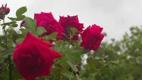 graceful roses sway in the wind, a dance of petals and fragrance in nature's rhythm