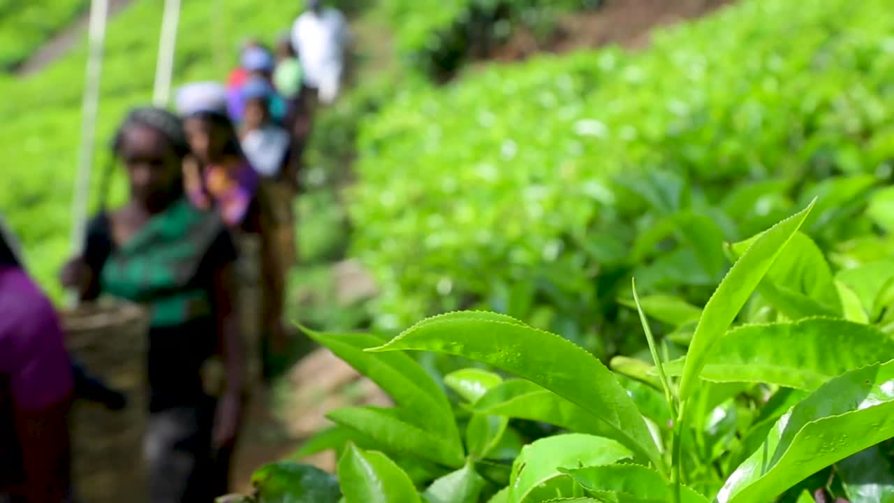 Industria delle piantagioni di tè, agricoltura di esportazione, Sri Lanka, foglie di tè verde, arbusto di tè, primo piano del paesaggio, raccolta manuale del tè
