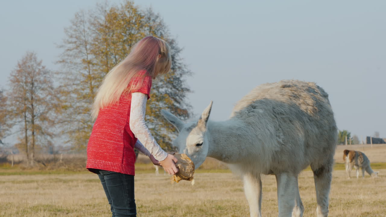 la niña trata alpaca con galletas comunicación de niños y animales