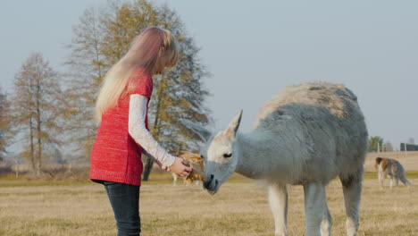 The-Girl-Treats-Alpaca-With-Crackers-Communication-Of-Children-And-Animals