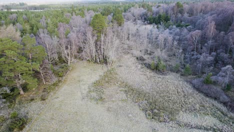 Aerial-drone-footage-tilting-to-reveal-a-frozen-forest-of-birch-and-pine-trees-on-Rothiemurchus-estate-facing-towards-Aviemore-and-snow-covered-mountains-in-the-Cairngorms-National-Park-in-winter