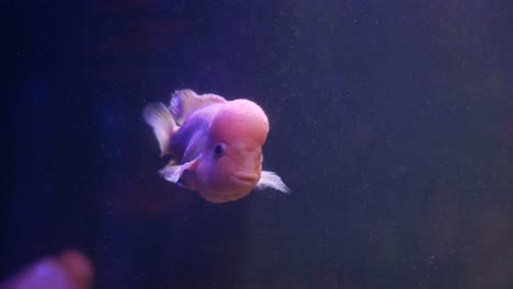 pink fish in aquarium