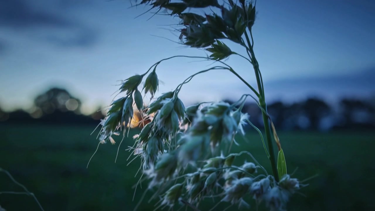 Swaying wild grass seed head bending in rural field at dusk, light breeze moving, warm bokeh