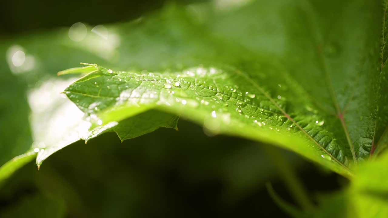 잎 표면에 물방울