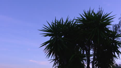 yucca tree against the evening sky