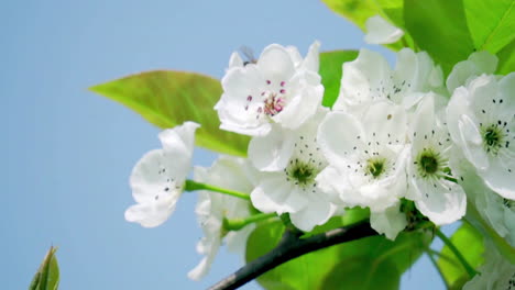 la abeja voladora recoge el néctar, el polen de una rama de árbol frutal llena de flores blancas en flor, video de trabajo duro