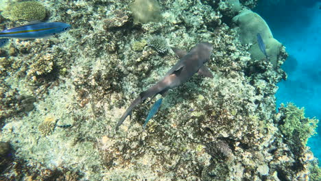 mirando hacia abajo en un tiburón de arrecife de punta blanca entre el arrecife en las islas yasawa en fiji