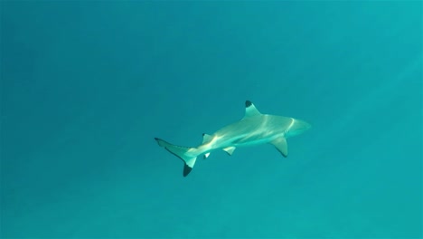 black tip reef shark swimming through deep blue ocean with stunning light rays shining through