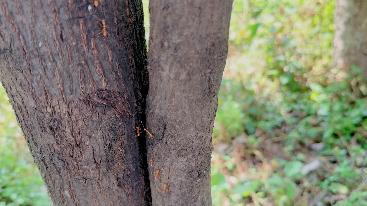 Primo piano statico di una formica che cammina lungo lo stretto spazio tra due tronchi d'albero, con le trame ruvide della corteccia visibili mentre la luce soffusa del giorno sfoca il suolo verde della foresta sullo sfondo
