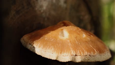 wild forest mushroom growing out of a log during the autumn season