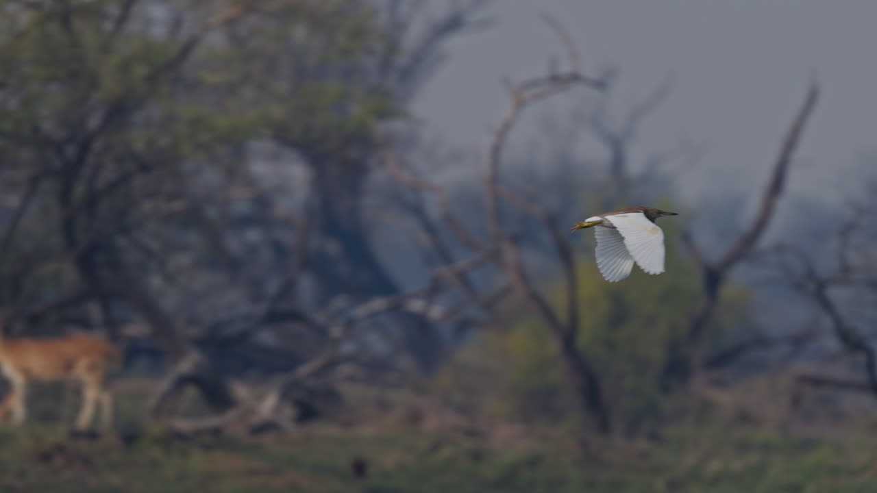 Ardeola grayii, airone indiano, in cerca di cibo. Un airone indiano che vola nella foresta nel santuario degli uccelli di Keoladeo, India.