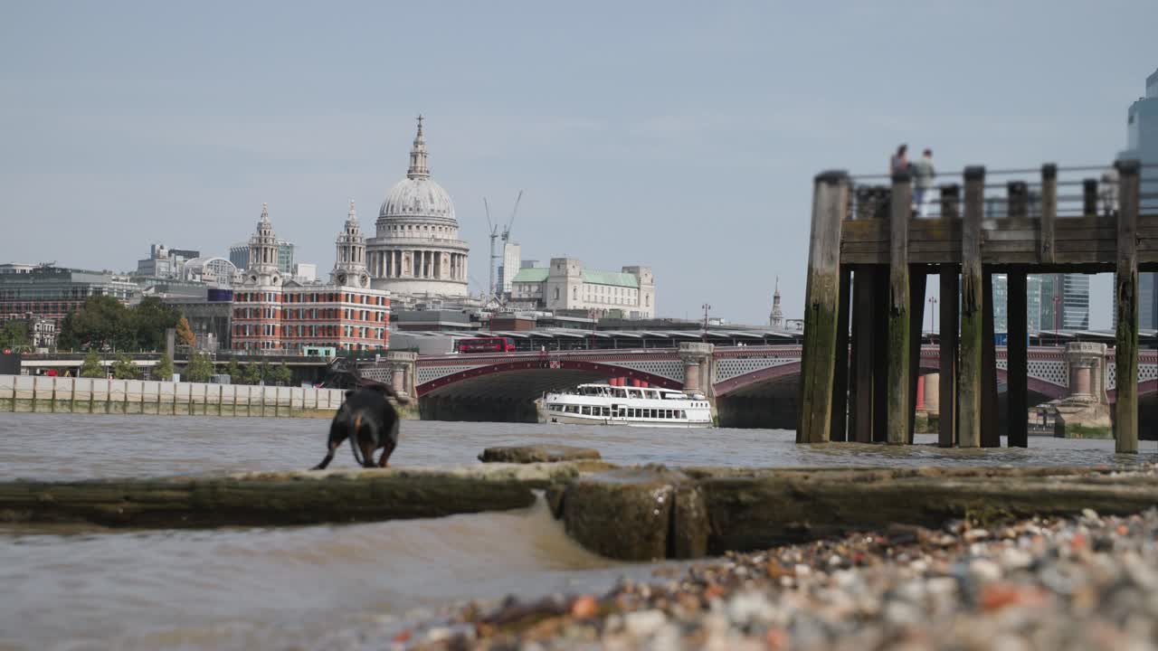 Dachshund dog plays along the bank of the River Thames with St. Paul's Cathedral in the distance