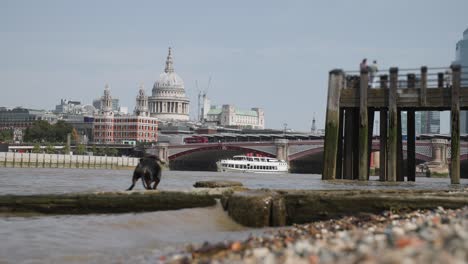 dachshund dog plays along the bank of the river thames with st. paul's cathedral in the distance