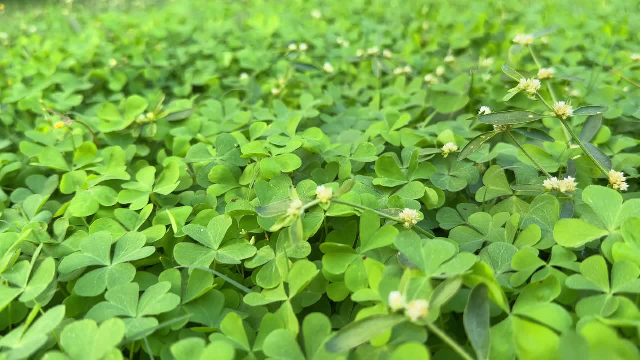 Wood sorrel on the ground in the forest