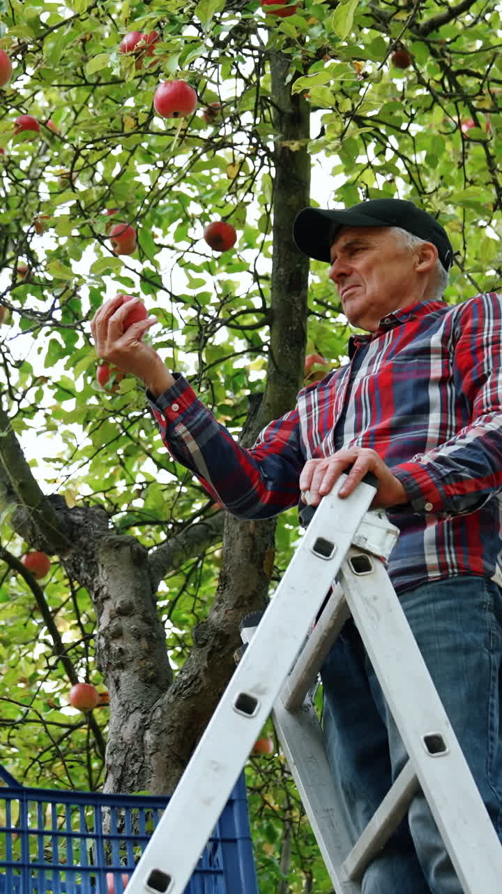 Harvesting season in the apple orchard. Farmer stands on the ladder gathering the fruit. Low angle view. Vertical video