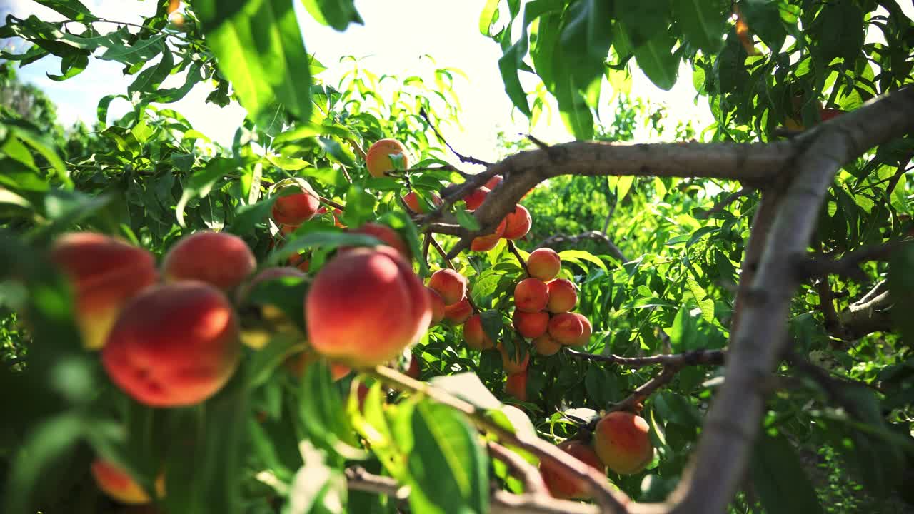 Grandi pesche succose sull'albero. Frutteto favoloso. Luce solare magica. I frutti maturano al sole