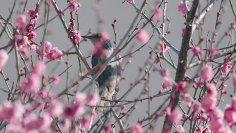 brown-eared bulbul feeding from the pink flowers of a plum tree near tokyo, japan at daytime - close up