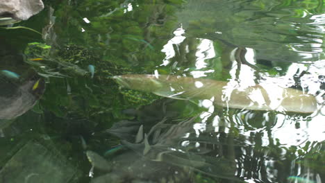 arowana plateada en estanque