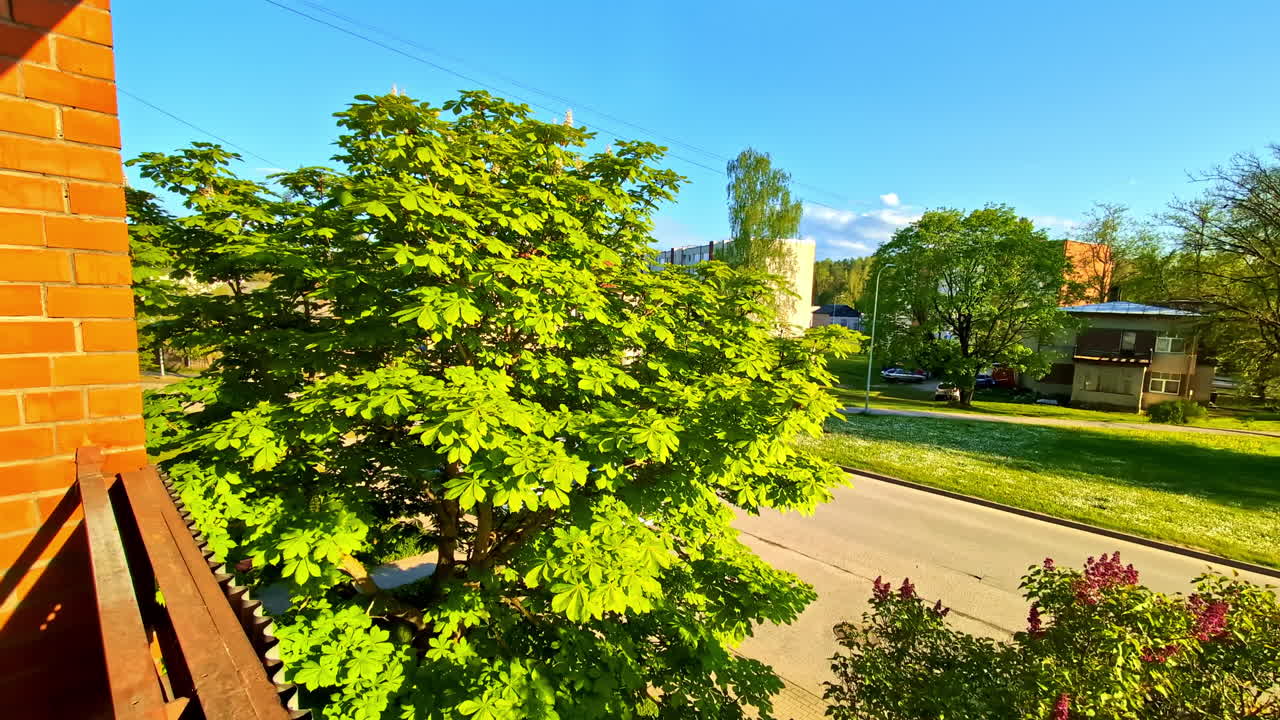 Sunny View From Brick Balcony Overlooking Chestnut Trees and Quiet Suburban Street
