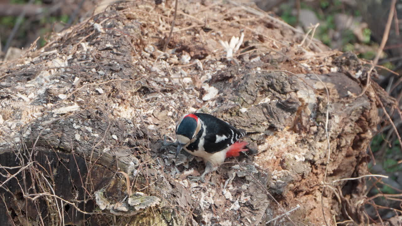 Male great spotted woodpecker pecking hole in rotten decayed log tree - close- up slow motion