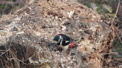 Gran-Pájaro-Carpintero-Macho-Picoteando-Agujero-En-Un-árbol-De-Troncos-Podrido-Y-Descompuesto---Cámara-Lenta-De-Primer-Plano