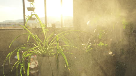 imágenes en cámara lenta de un hombre extraño rociando agua en las plantas y dando los pulgares hacia arriba mientras mira la cámara