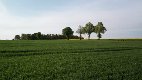 Sobrevuelo-De-Drones-Sobre-Un-Campo-De-Grano-Verde,-Con-Algunos-árboles-Solitarios-Y-Un-Cielo-Azul-Claro-En-El-Fondo