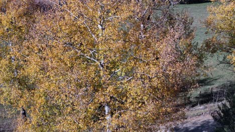 el dosel susurrante: el ballet de otoño a lo largo del lago dunn rd con follaje amarillo