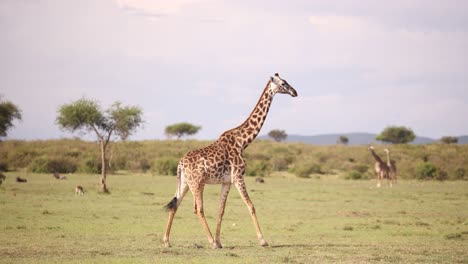 una jirafa caminando por las llanuras en un safari en la reserva de masai mara en kenia, áfrica