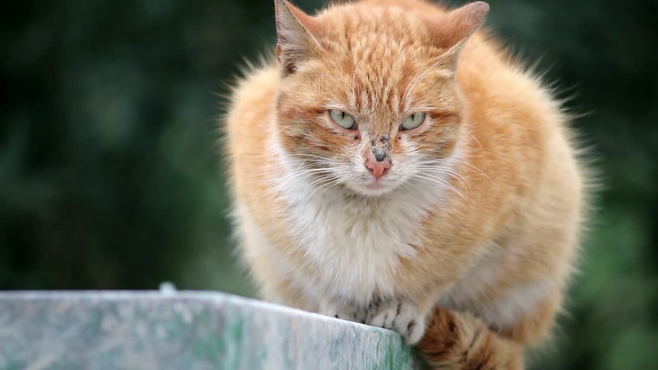 ガイガー・キャットが外に座っている 風1