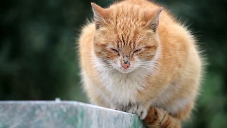 giger cat sitting outside wind 1