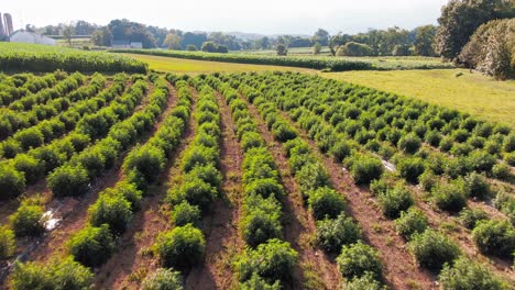 vuelo rápido aéreo sobre el campo de plantas de marihuana de cáñamo cultivadas en la granja rural amish del condado de lancaster en pennsylvania