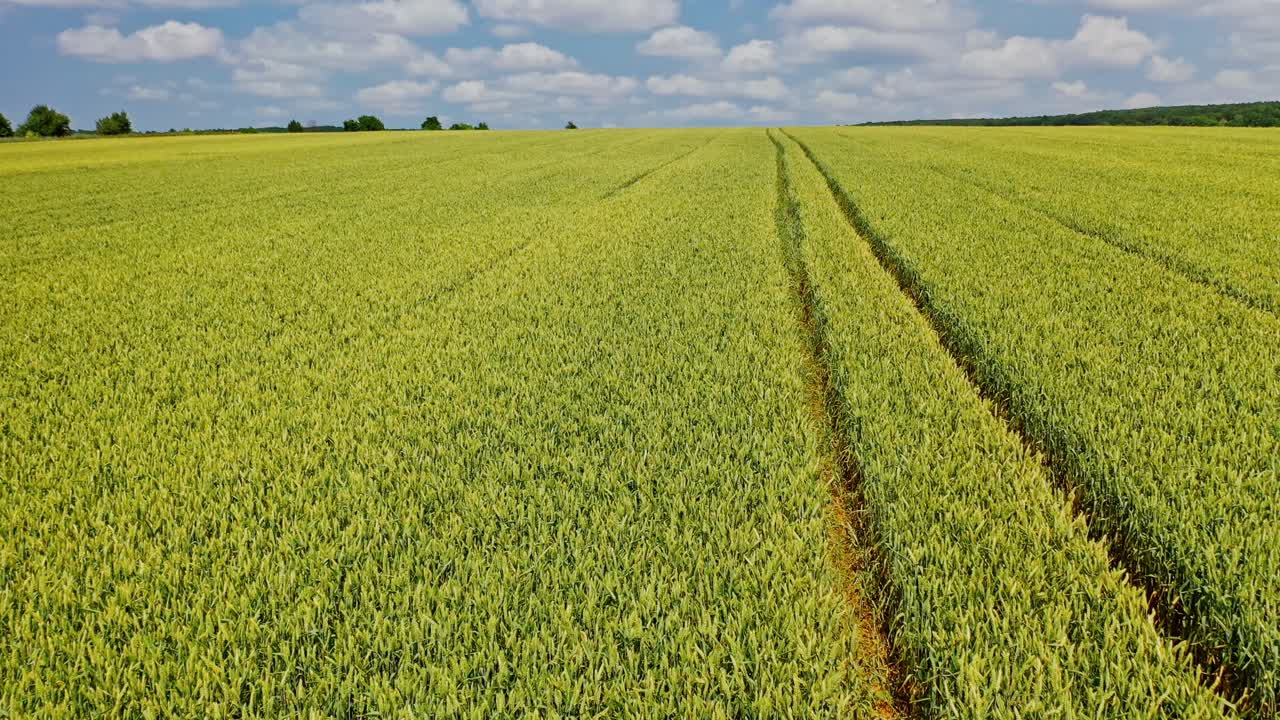 Aerial view of farmland in spring. Young wheat growing outdoors in the green field landscape. Motion camera to the right.