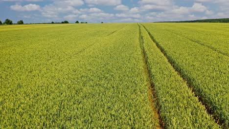 aerial view of farmland in spring. young wheat growing outdoors in the green field landscape. motion camera to the right.