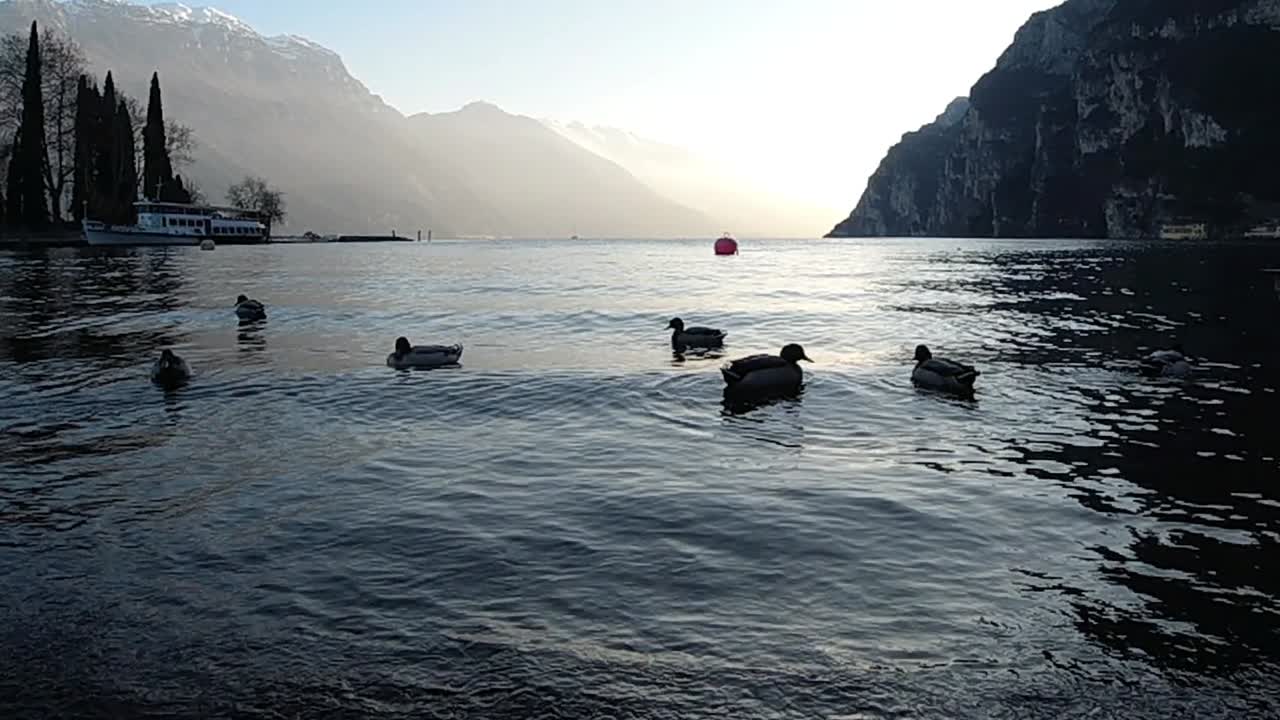 Ducks swimming on the shore of Riva Del Garda, Garda Lake, Italy. Slow motion steady shot.