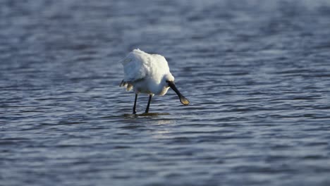 Close-up-shot-of-an-Eurasian-Spoonbill-from-the-front,-feeding-in-the-water,-then-shaking-its-feathers-before-going-back-to-foraging,-slow-motion