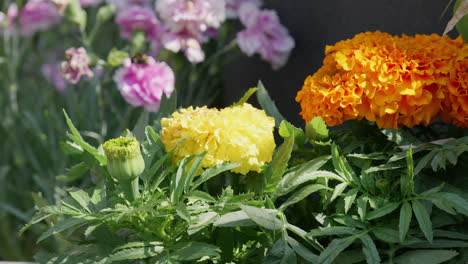 Summer-garden-scene-with-brightly-colored-orange,-yellow-and-pink-flowers-and-lush-green-foliage