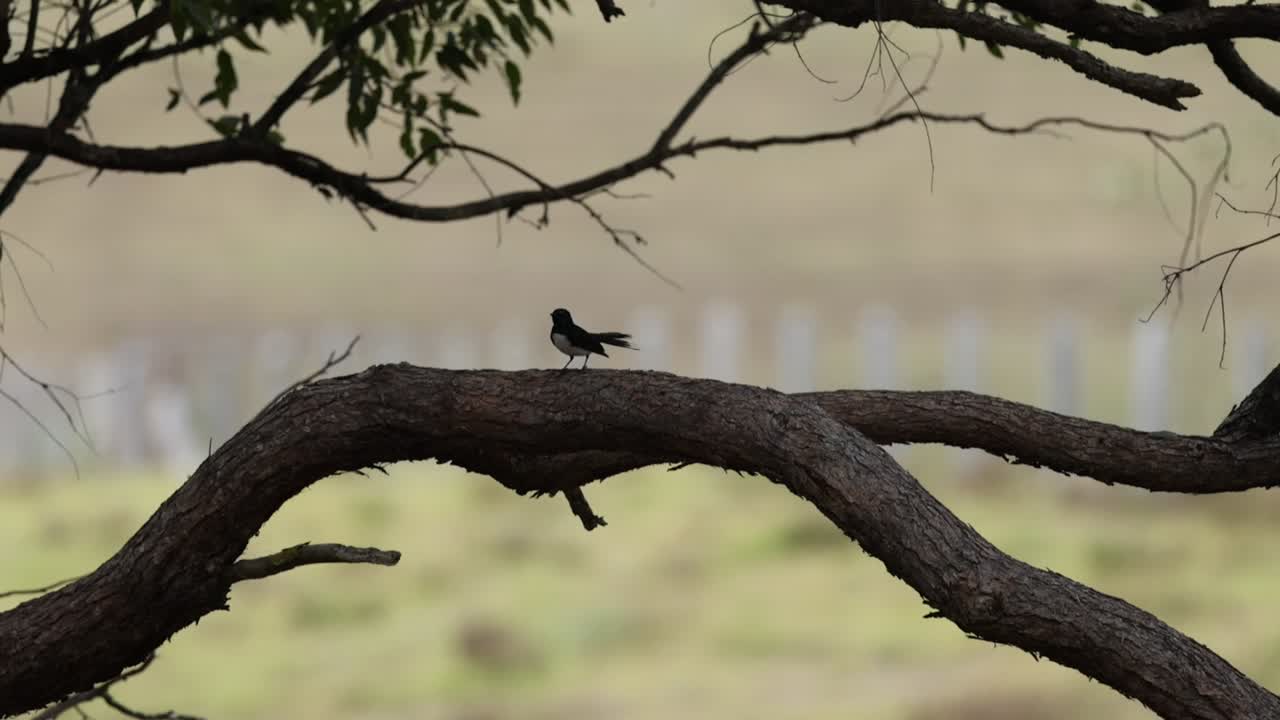 새가 자연에서 가지를 따라 움직입니다.