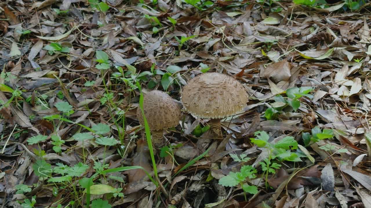 During autumn you can find Parasol mushrooms in the forest, they are tasty and edible