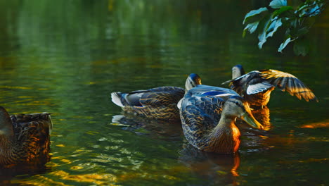 Female-ducks-swimming-in-a-shady-forest-lake,-with-lush-green-trees-and-bushes-reflecting-on-the-water's-surface