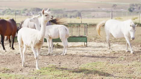 Close-up-of-white-lamas-and-horses-at-farm,-slow-motion