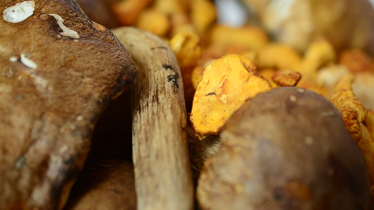 Boletus edulis e Cantharellus. Funghi. Scatto di funghi del bosco