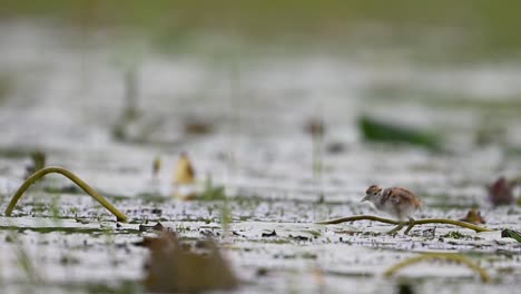 Polluelos-De-Jacana-De-Cola-De-Faisán-Alimentándose-En-Un-Día-Lluvioso-En-Hojas-Flotantes