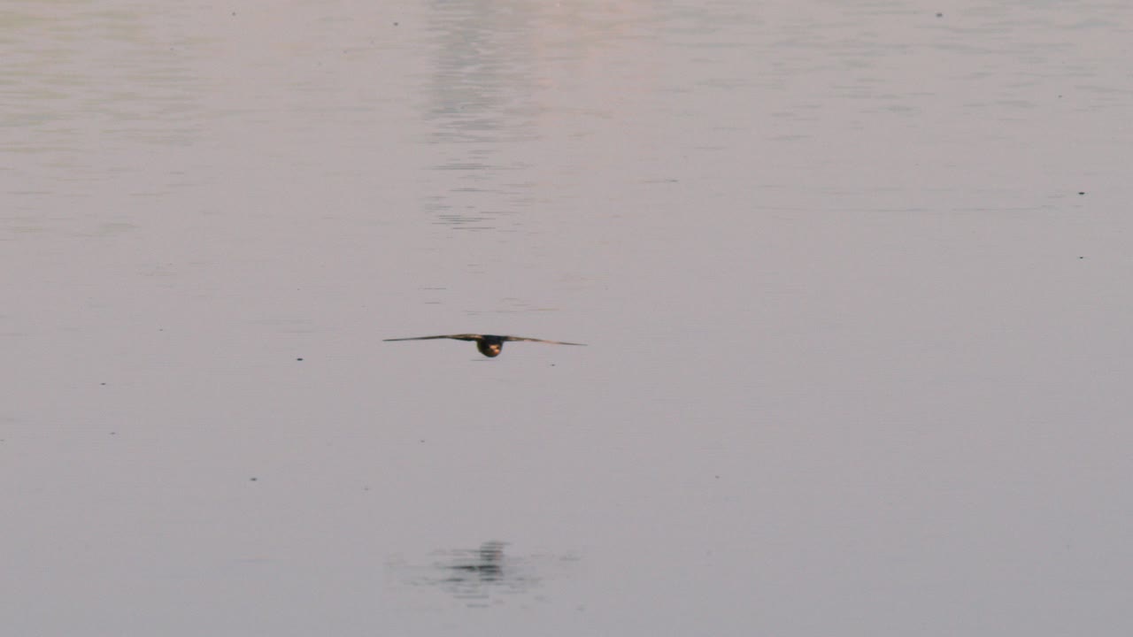 물 위 를 날아다니는 새