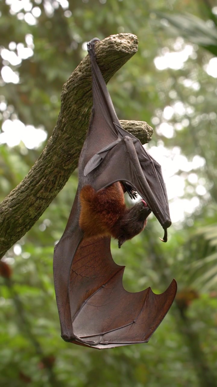 Un megachirottero pende da un ramo in una giungla tropicale, pulendosi le ali e il corpo.