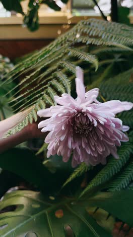 pink chrysanthemum in a greenhouse